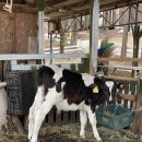 은아목장 이미지