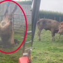 황소와농부 이미지