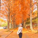 초록마을(경남 삼천포점) | 경남단풍 명소 진주수목원 메타세콰이어길