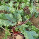 청정농원 이미지