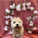 다정다감, 봄 이미지