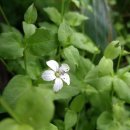 해아 카카오 검색결과