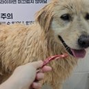펫엔조이 서귀포점 네이버블로그