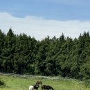 진섭목장 이미지