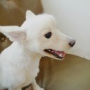 퍼피니스 이미지