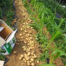 수미농장 이미지