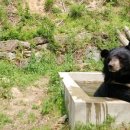 호랑이와 반달곰 이미지