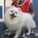 효효그루밍 이미지