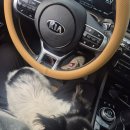 캥거루 동물병원 | 지동범동물병원 강아지 안구적출 최종후기 졸업했어요