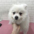다드멍 | [광주애견미용] 용봉동 다드멍