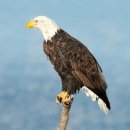 독수리 이미지