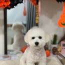 트리멍마마 이미지