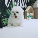 강아지분양 더펫 티스토리