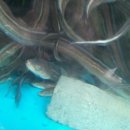 바다장어 이미지