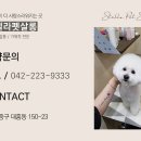 몽글펫살롱 이미지