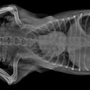 25시종합동물병원 이미지