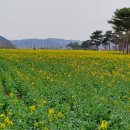 유채꽃은 아직 기다려라 기다려라 하고! - 함안 대산면 악양생태공원 주변 산 한바꾸, 남지 유채꽃 축제장 이미지