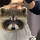 남자 눈썹 왁싱 전문 인아우트 맨즈 잠실