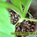 채소공장 Daum카페
