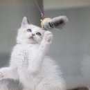 블루랙돌 이미지