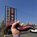 원조 오산집 | 오산세교동탄장어, 풍천장어직판장 “영수산” 포장 후기