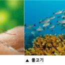 20. (자연의 선택) 말라리아는 기후 변화에도 확산할 것인가? 모기와 번식 못 하는 물고기 이미지