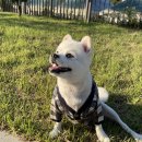 은계유치원 | 시흥 은계 애견 유치원 옐레드 후기 내돈내산 솔직 느낌