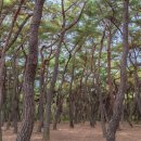 8도리(팔도리) 이미지