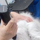 멍이의 품격 이미지