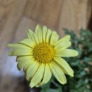 골든버터플라이 이미지