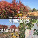 카멜리아 | 제주여행 겨울 카멜리아힐, 동백· 카페 카멜리아 후기