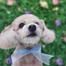 아토 강아지 미용실 이미지