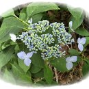 뒷골2로 이미지