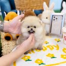 예쁜강아지 | 수원강아지분양 예쁜 반려견 입양 후기