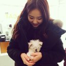 내사랑 강아지 이미지
