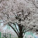 계룡산골프장 | 🌸 구룡대CC 벚꽃 라운딩 완벽 가이드 | 군 골프장 추첨 예약부터 코스 후기까지