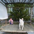 이웃사랑힐스 | 내돈내산 반려견 대관 운동장,수영장 추천 ! 방도리힐스 A동 방문후기