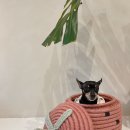 모모티디 독 쌀롱 반려견 미용 계림점 이미지