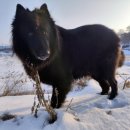 도니야돈 이미지