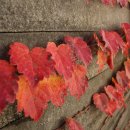 늦게 피는 꽃 이미지