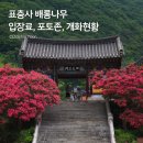 용두산 가을 작은음악회 | 부산에서 1시간, 밀양 표충사 배롱나무 만개한 개화현황 입장료 주차