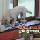 고양이민박 이미지