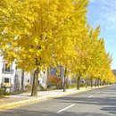 공군사관학교 은행단풍길 이미지