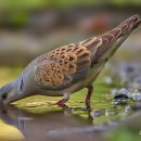 Eurasian Turtle Dove 이미지