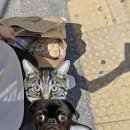 올바른 단팥빵&고로케 | 욕망에 충실해 버린 한 인간의 하루