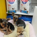 수애견미용실 이미지