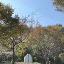 민CC클럽 | 신안CC 오렌지 코스 11월 라운드 후기 가을 단풍 가성비 골프장 추천