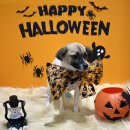 댕댕하동 이미지