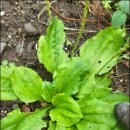 질경이농장 이미지