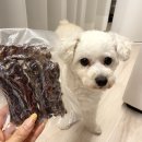 행복하개 희희멍멍 이미지